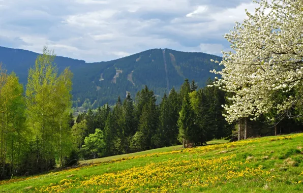 Picture field, forest, mountains, spring, Czech Republic, Sumava, Sumava national Park, Iron Ore, mountain špičák, vrch …