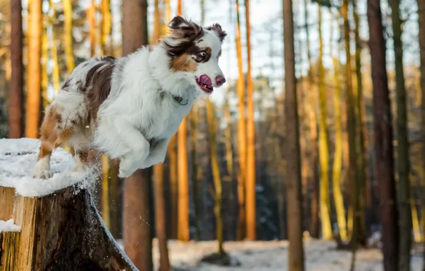 Picture background, jump, dog