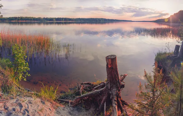 Picture forest, water, the sun, landscape, sunset, river, the reeds, shore, stump, horizon, the camera, stump