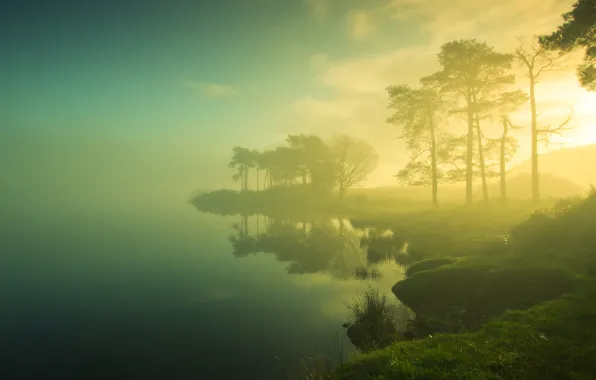 Picture grass, the sun, trees, fog, lake, shore, morning
