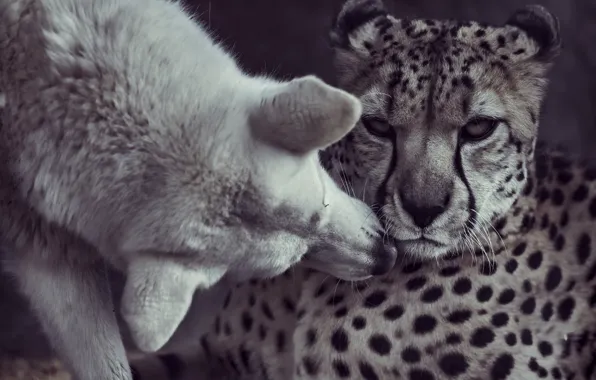 Picture kiss, dog, friendship, Cheetah, friends