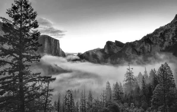 Picture forest, mountains, nature, Park, photo, CA, black and white, USA, Yosemite
