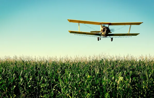 Picture field, the sky, grass, the plane