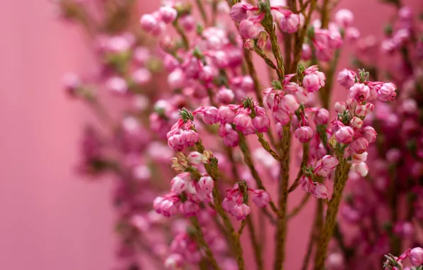 Picture macro, flowers, pink