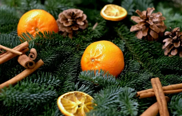 Picture branches, holiday, new year, spruce, fruit, cinnamon, needles, bumps, slices, spices, tangerines