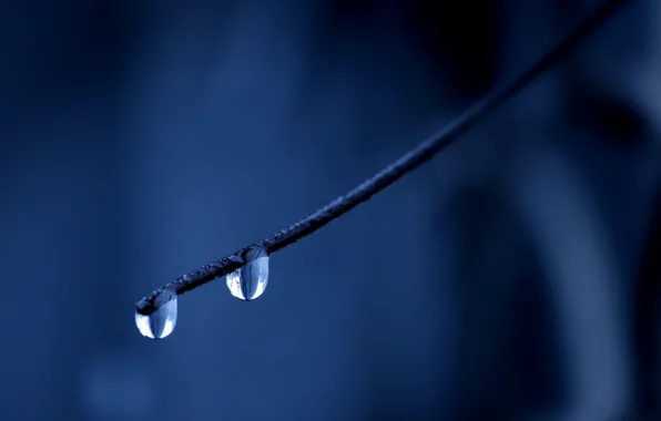 Picture droplets, Drops, branch, blue background