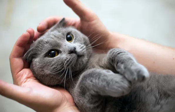 Picture cat, look, hands