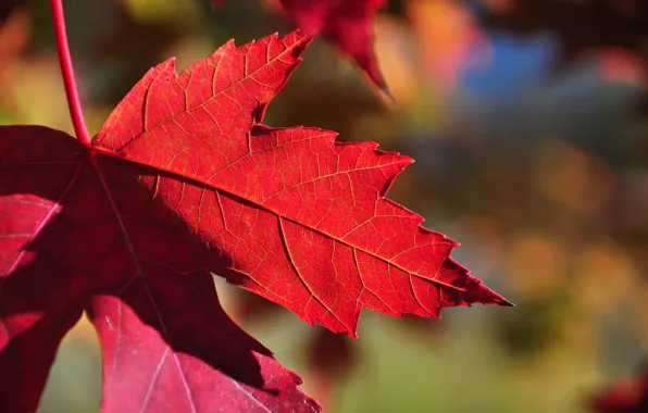 Picture autumn, nature, sheet, maple, the crimson