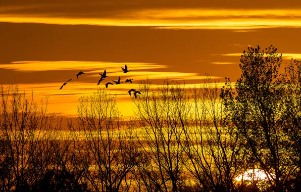 Picture autumn, the sky, the sun, clouds, trees, sunset, birds, silhouette
