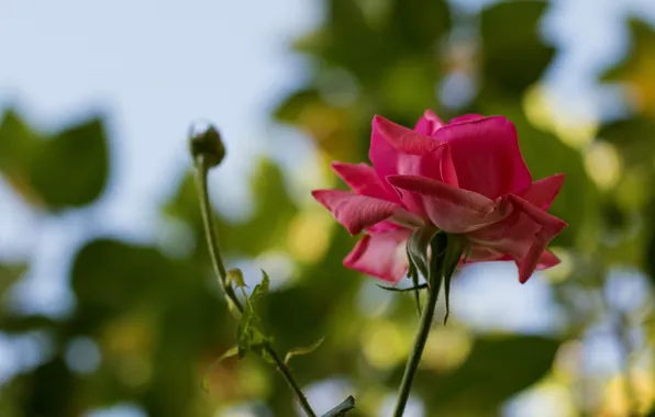 Picture nature, rose, Bush, petals