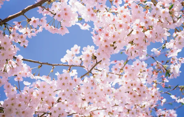Picture the sky, flowers, branches, cherry, tenderness, beauty, spring, petals, Japan, Japan, pink, white, white, pink, …