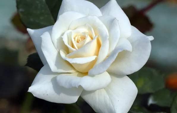 Picture macro, rose, petals, Bud, white rose