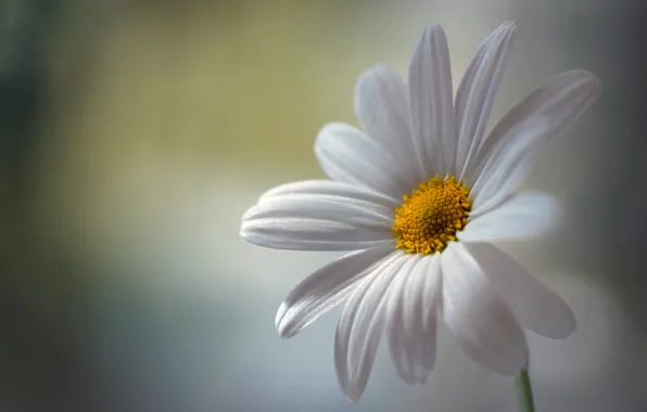 Picture background, Daisy, white