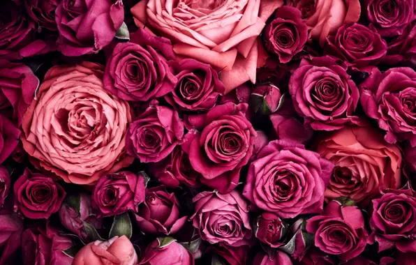 Picture roses, pink, a lot, beautiful, pink, roses