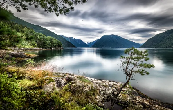 Picture trees, mountains, lake, Norway, Dragsviki, Sognefjord