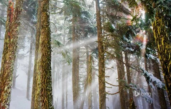 Picture winter, forest, rays, light, Washington, pine, USA, Mount Baker-Snoqualmie National Forest