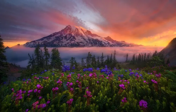 Picture snow, flowers, nature, dawn, mountain, valley