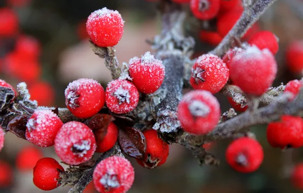 Picture frost, berries, branch, fruit