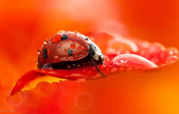 Picture drops, macro, Rosa, ladybug, beetle, insect