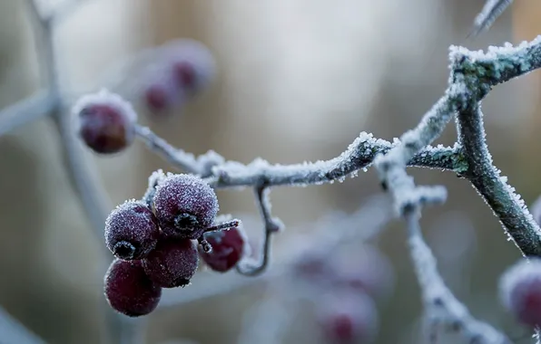 Picture frost, berries, red