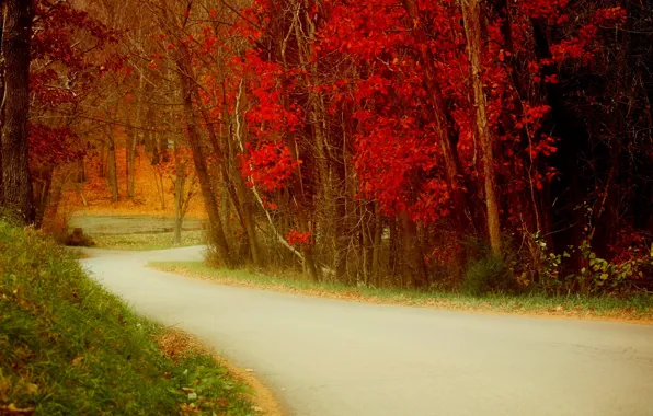 Picture road, autumn, leaves, nature, colors, colorful, road, trees, nature, autumn, leaves, walk, path, fall