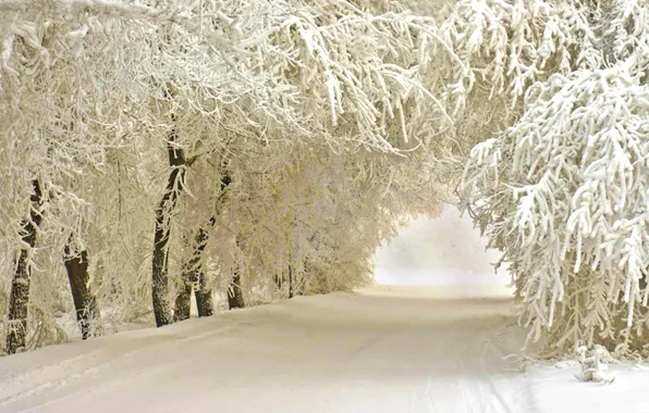 Picture frost, road, trees, Winter