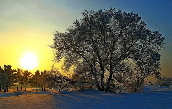 Picture winter, the sun, snow, trees, dawn, Russia, Siberia