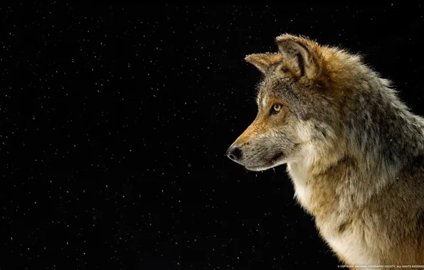 Picture snow, wolf, profile, national geographics