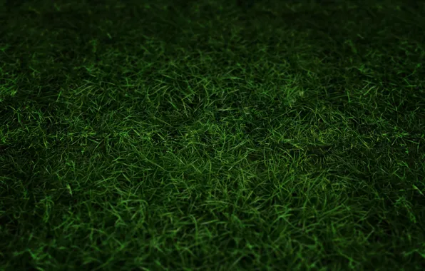 Picture grass, nature, darkness, tone, blackout, computer graphics