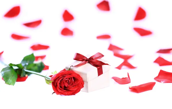 Picture gift, romance, rose, petals, rose, bow, red, box, gift, petals, Valentines Day