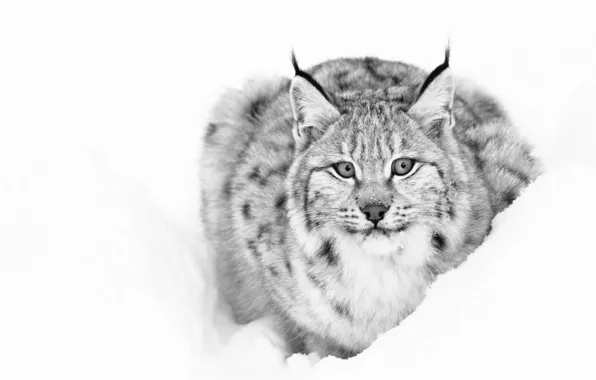 Picture look, snow, black and white, lynx