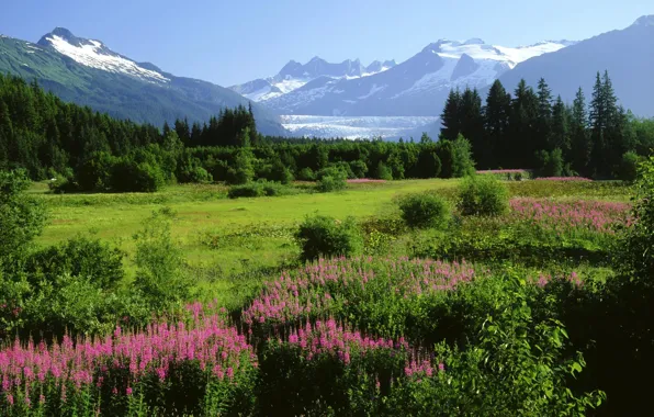 Picture snow, trees, flowers, mountains, Alaska, meadow
