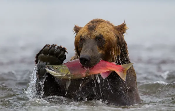 Picture water, fish, bear, Kamchatka, grizzly, catch, sockeye