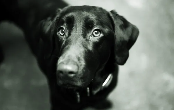 Picture eyes, face, black, dog, nose, dog, Labrador Retriever