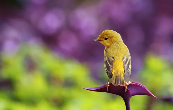 Picture glare, background, bird, yellow, bokeh