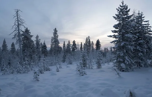 Picture winter, forest, snow, trees, Finland, Lapland