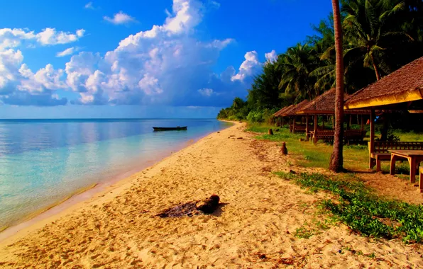 Picture beach, nature, palm trees, the ocean, resort, exotic
