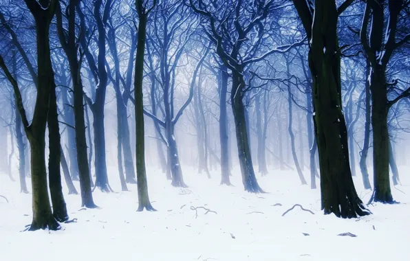 Picture winter, forest, snow, trees, branches, nature, fog