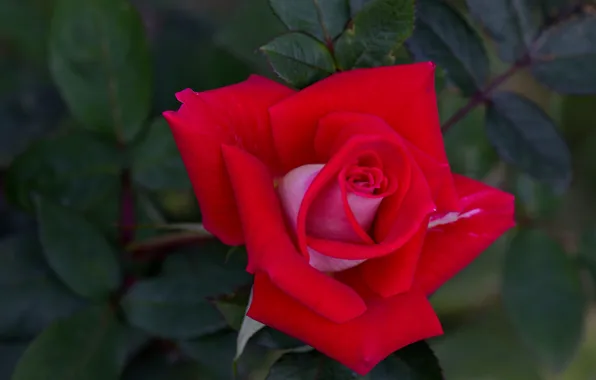 Picture rose, petals, Bud, scarlet