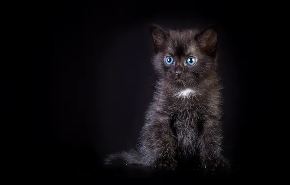 Picture kitty, black, baby