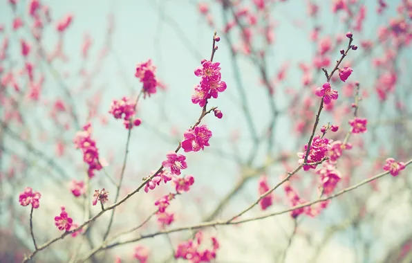 Picture flowers, branches, stems, buds, pink flowers, bokeh