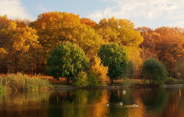 Picture autumn, trees, nature, lake, photo, shore