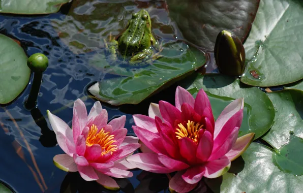 Picture leaves, pond, frog, pond, water lilies