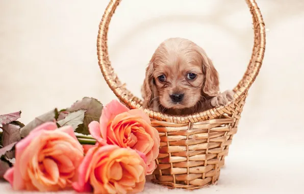 Picture flowers, basket, roses, puppy, puppy, flowers, roses, basket
