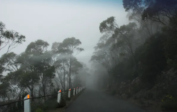 Picture Foggy road, Mt Wellington, Tasmania