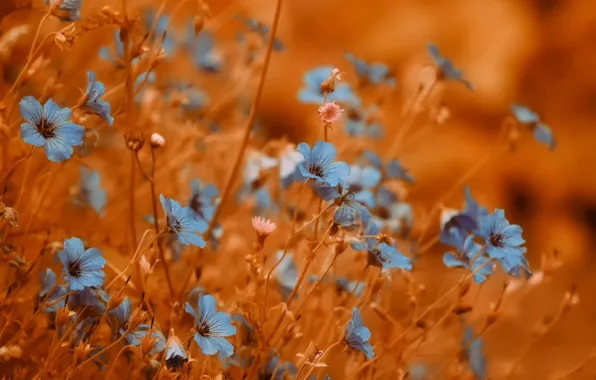Picture background, flowers, bokeh