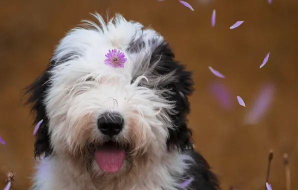 Picture face, dog, petals, flower, Bobtail, The old English Sheepdog