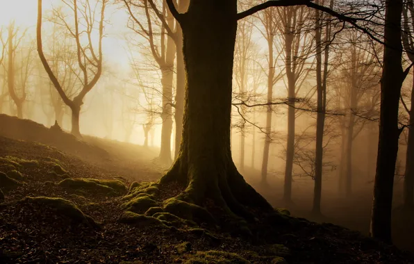 Picture forest, light, landscape, nature, fog, morning