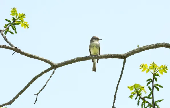 Picture sky, bird, branches, sunny, eastern phoebe