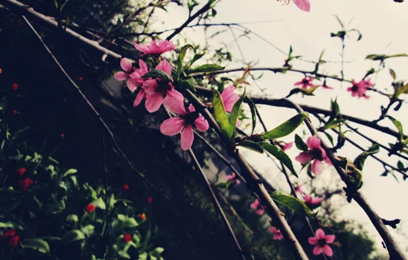Picture flowers, tree, pink, beautiful